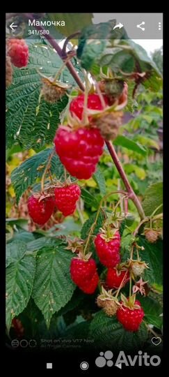 Малина красная и желтая