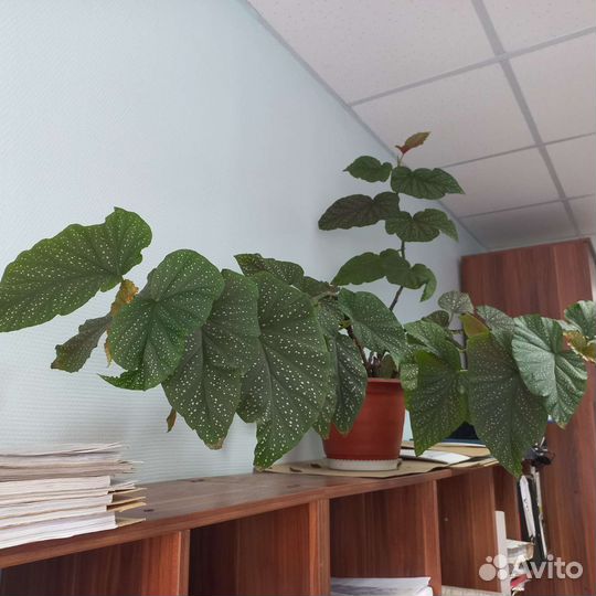 Бегония королевская, декоративно лиственая