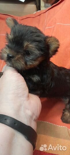 Йоркширский терьер девочка