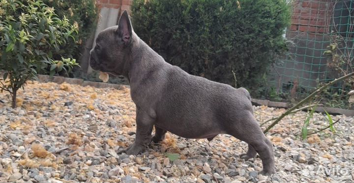 Французский бульдог