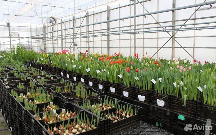 Луковица тюльпанов оптом 12;14+для выгонки