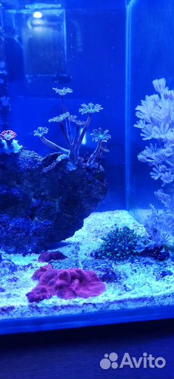 Морской аквариум10 литров. Живые кораллы