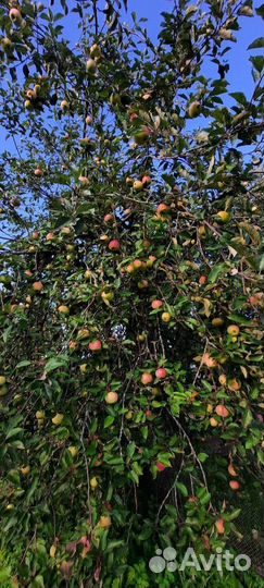 Яблоки оптом