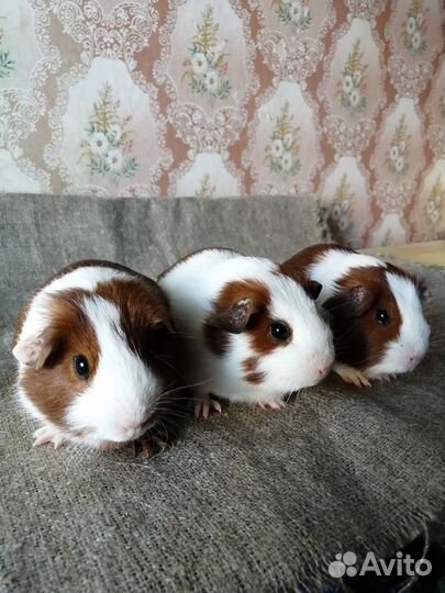 Морские свинки девочки