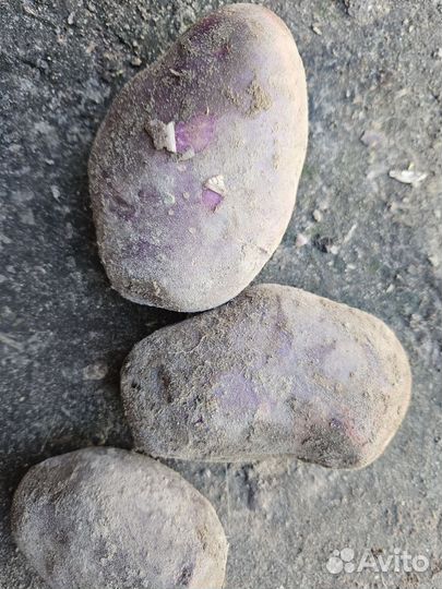 Продам картофель