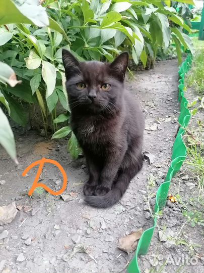 Кошка