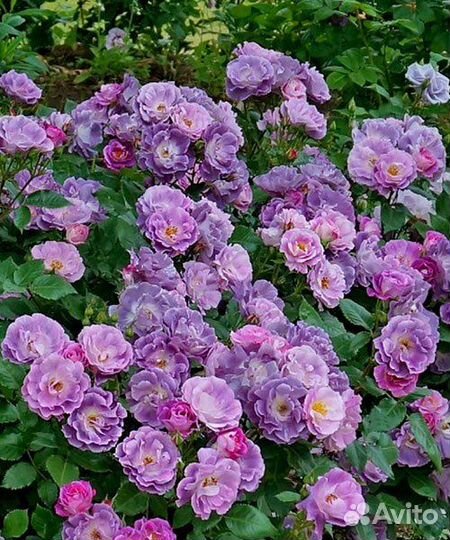 Роза Блю фо ю/ Blue for you двухлетние саженцы