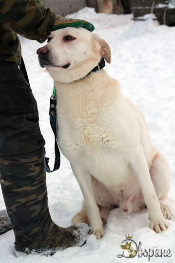 Метис лабрадора Белый