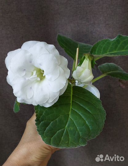 Глоксиния цветущая