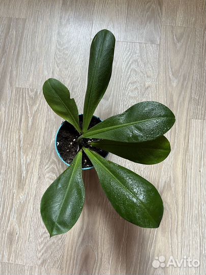 Филодендрон кустовой