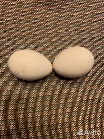 Инкубационное яйцо павлина