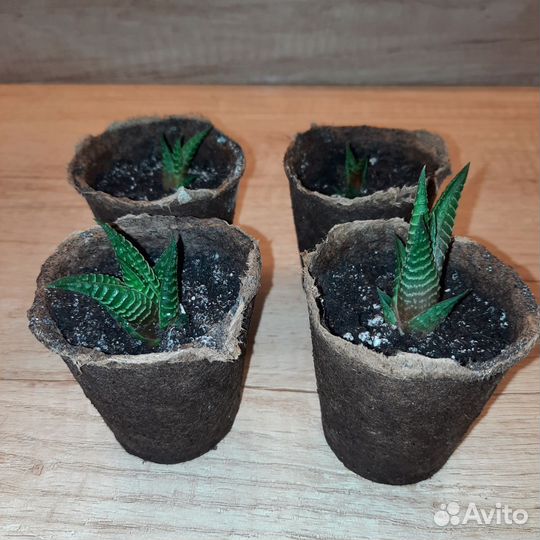 Хавортия tortuosa