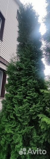 Туя западная Холмструп