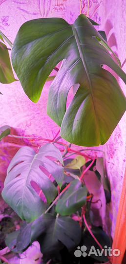 Монстера. Черенки с крупными корнями