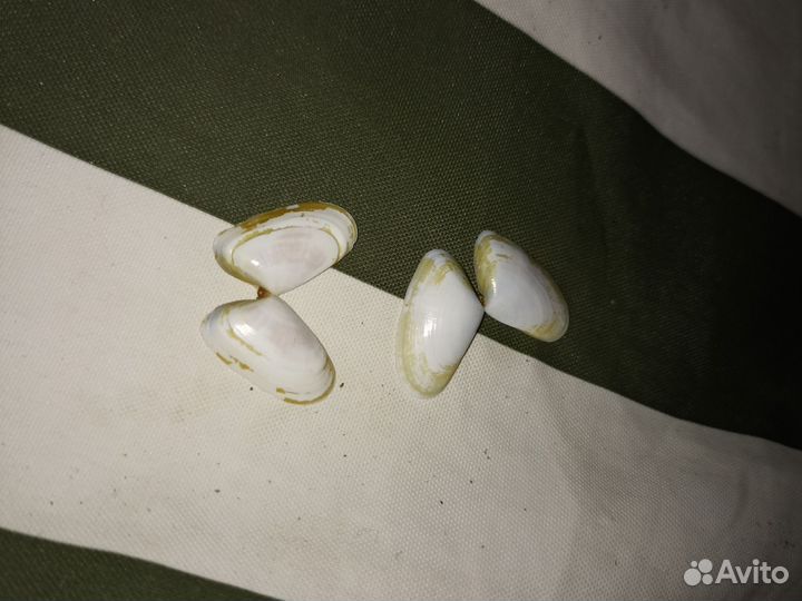 Морские ракушки