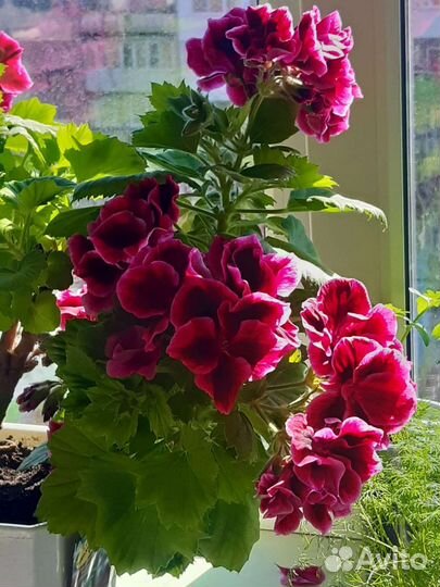 Пеларгония королевская (герань) сортовая