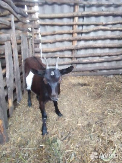 Альпийские козы