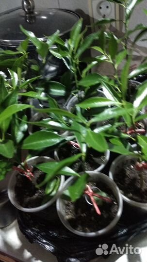 Кафрскии лайм