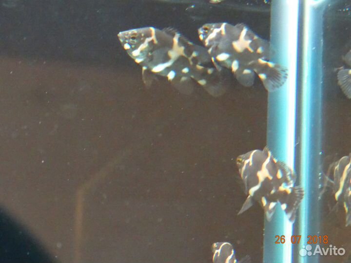 Аквариумная рыбка Астронотус 6-9см