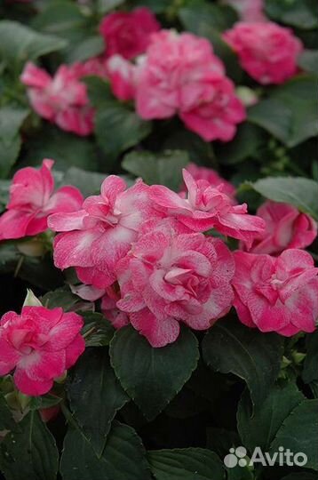 Бальзамин Fiesta Stardust Pink, Pink Rose и др