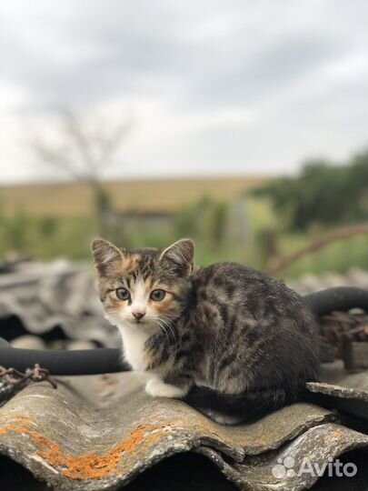 Котята ищут дом