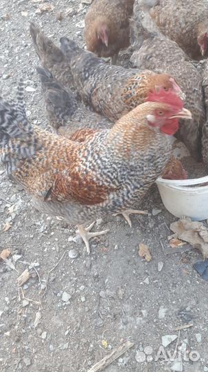 Инкубационное яйцо Билефельдер Орпинтонг