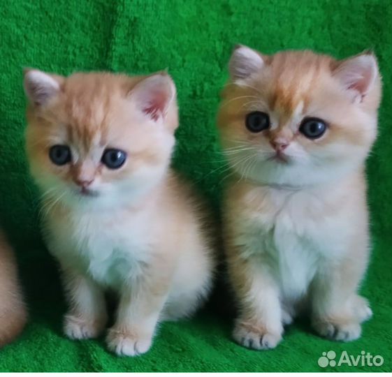 Британские золотые шиншиллы ny 12