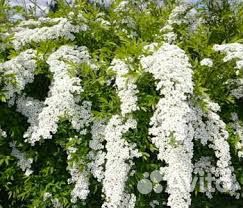 Спирея серая Грефшейм