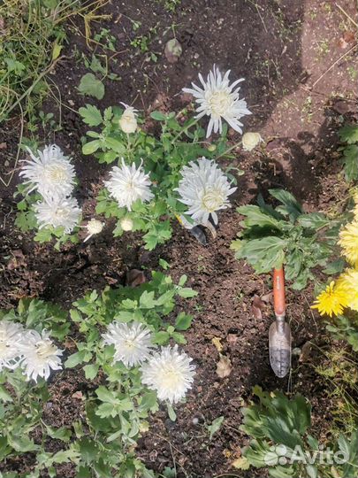 Хризантема