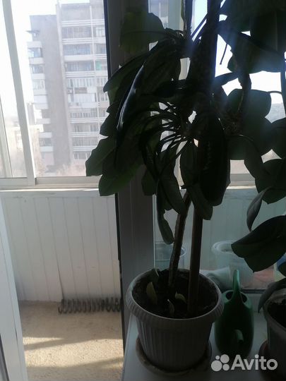 Кротон обычный