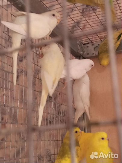 Птенцы попугаев