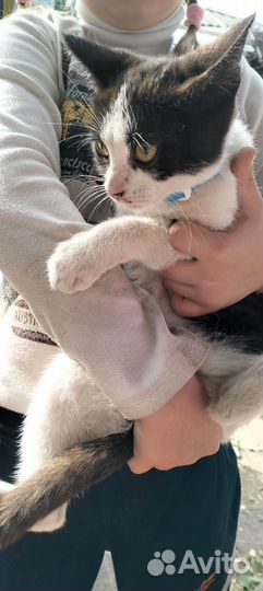 Отдам котенка в добрые руки