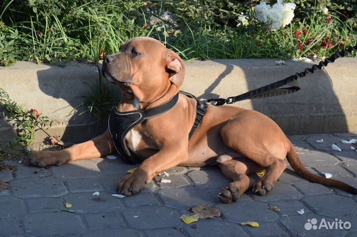 Американский булли мальчик