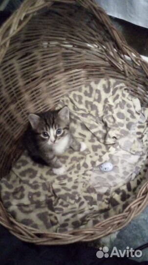 Котёнок, 2 месяца