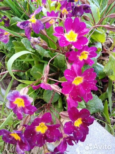 Цветы примула