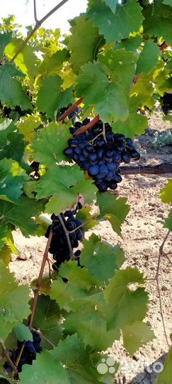 Виноград