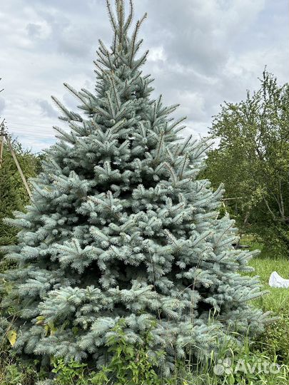 Голубые ели
