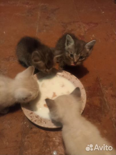 Котята в добрые руки