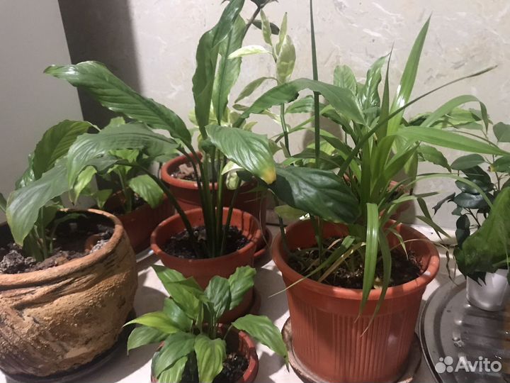 Домашние цветы