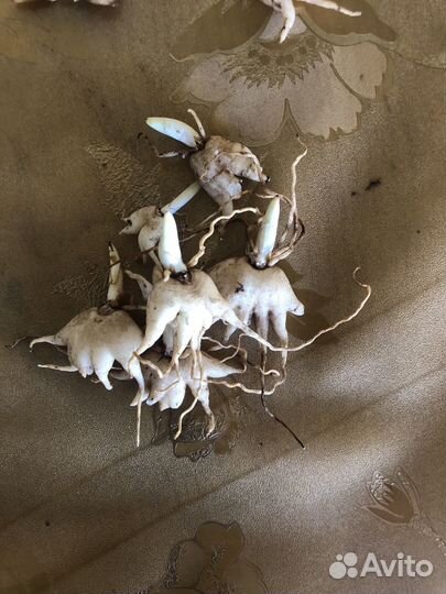 Корень ятрышника