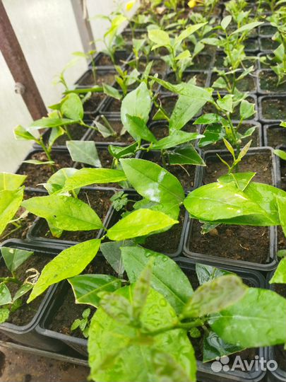 Укорененные черенки лимона Пандероза