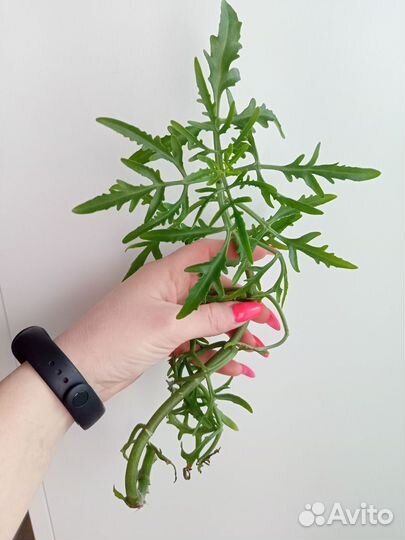 Укорененные каланхоэ Оленьи рожки(большой)