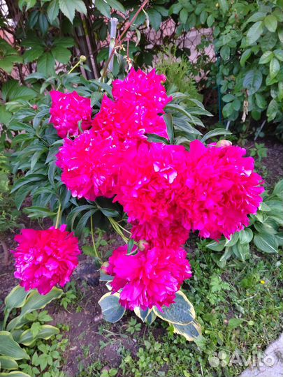 Пион,Хосты и Астильба