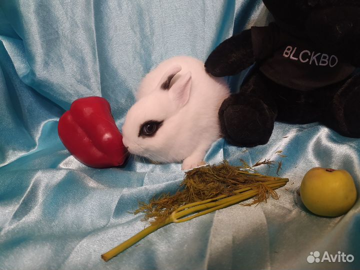 Карликовый декоративный кролик редкий окрас