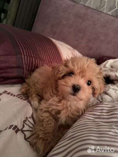 Мальтипу f1 микро