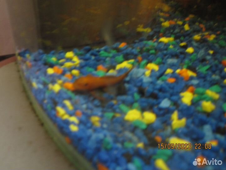 Сомики анциструсы