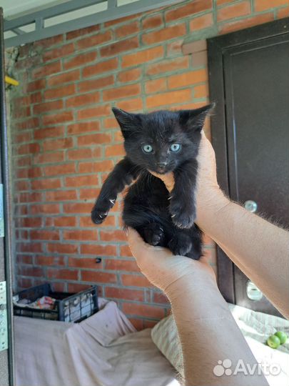 Отдадим котёнка в хорошие руки