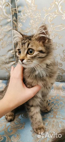 Кошки в добрые руки бесплатно