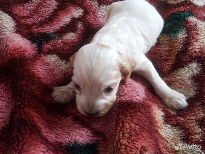 Щенки русского спаниеля