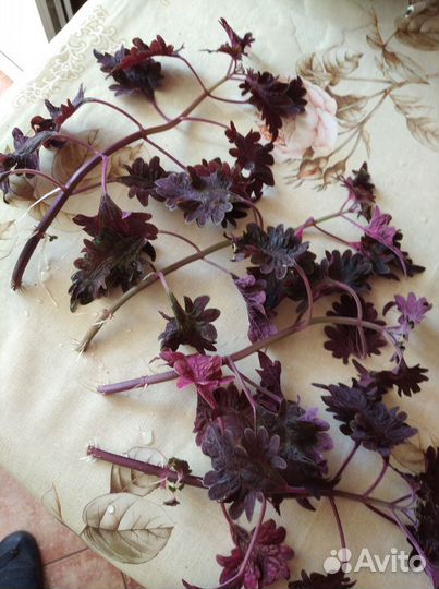 Крапивка - Колеус Черный дракон